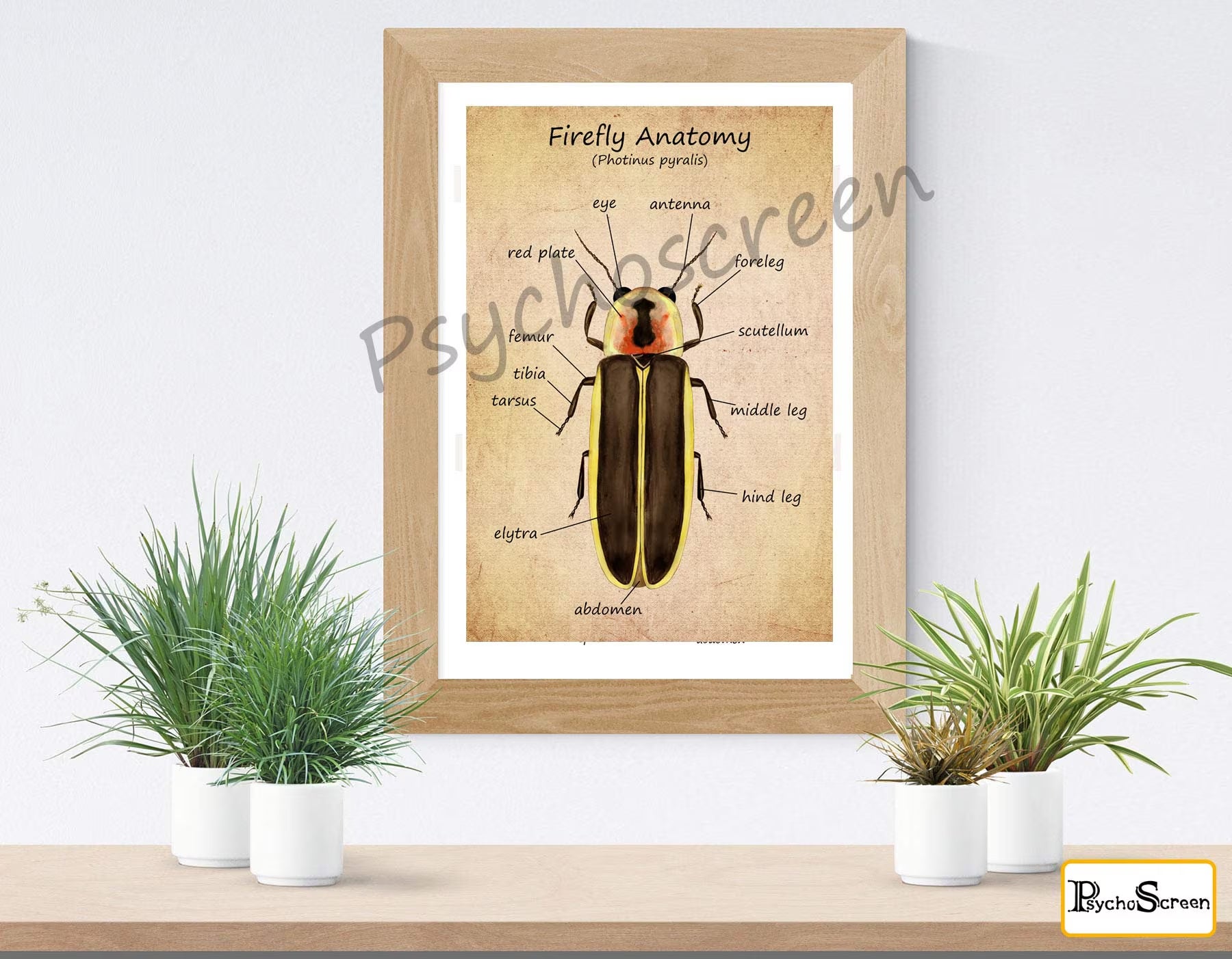 FIREFLY Anatomy Poster - Printable Vintage & White, Montessori materials for insects