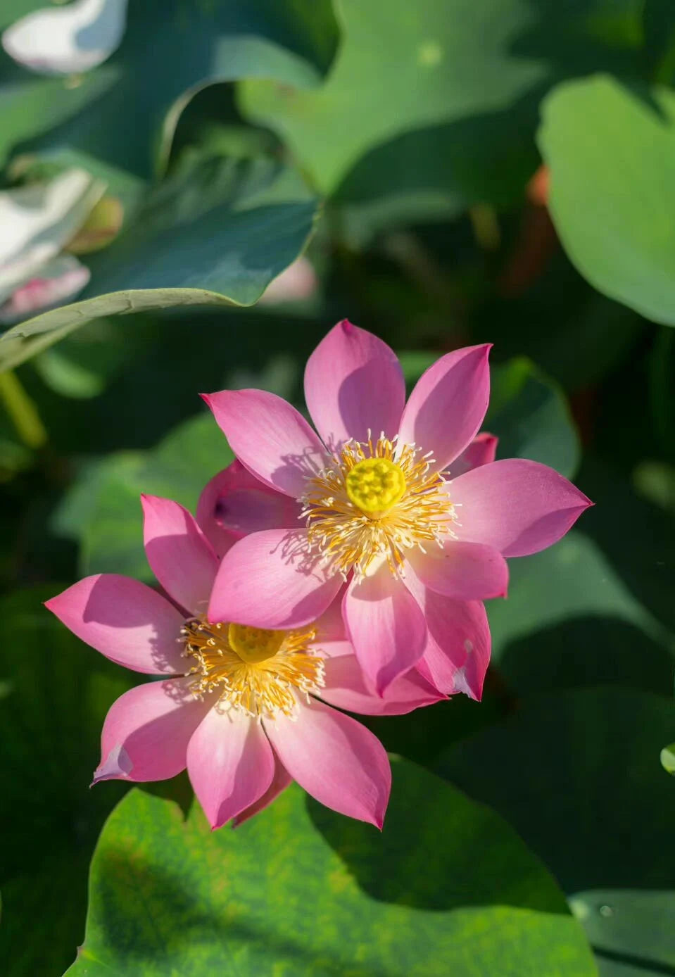 Mixed Mini Bonsai Lotus Seeds, Lotus Lily, Nelumbo Nucifera, Pond Lotus, Zen Gardens and Home Decor