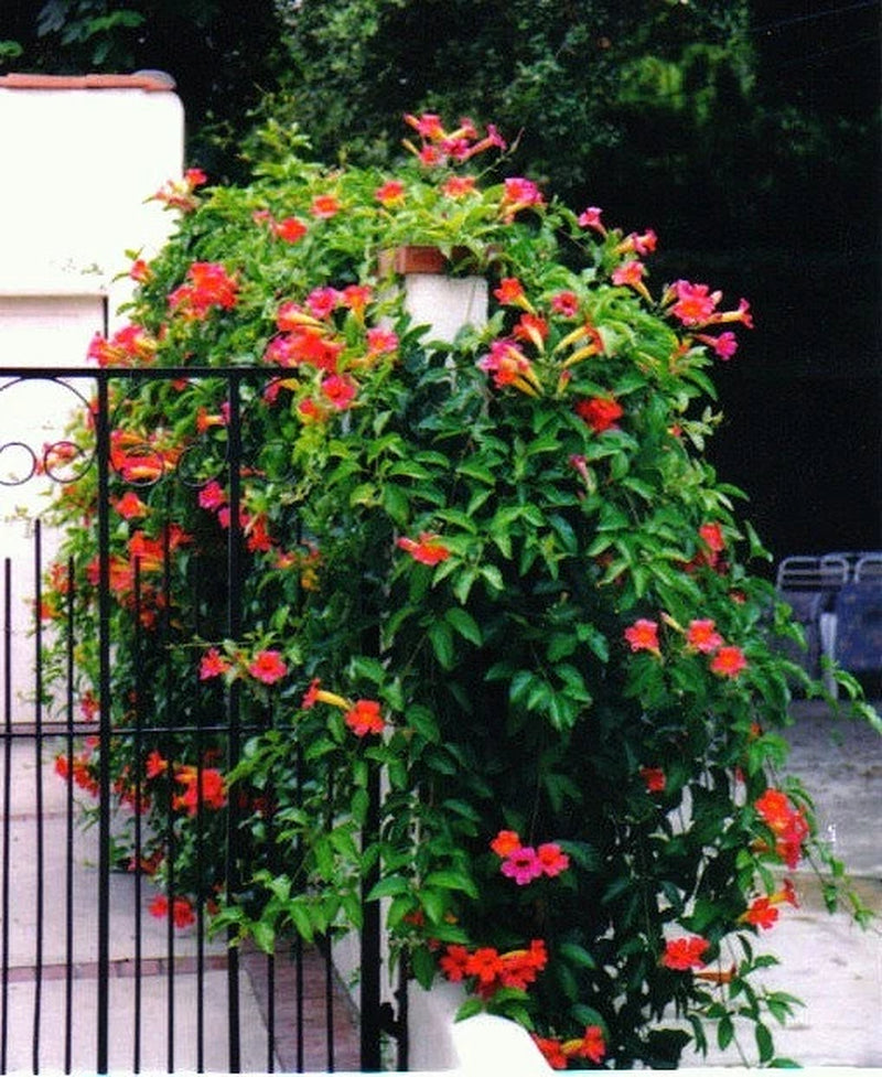 Red Trumpet Vine, Campsis radicans, 25 seeds, vigorous climber, fast growing, cold hardy, zones 6 to 11, drought-tolerant, hummingbirds