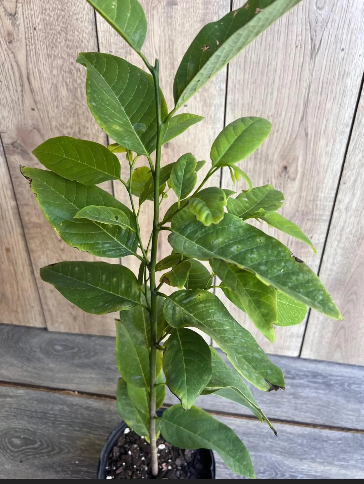 Sugar Apple in half Gallon , Srikaya, Annona Squamosa, Sweetsop Tree