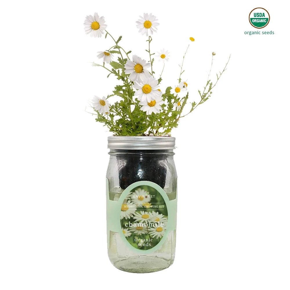 Chamomile Mason Jar Hydroponic Herb Kit with Organic Seeds, Gardening Gift