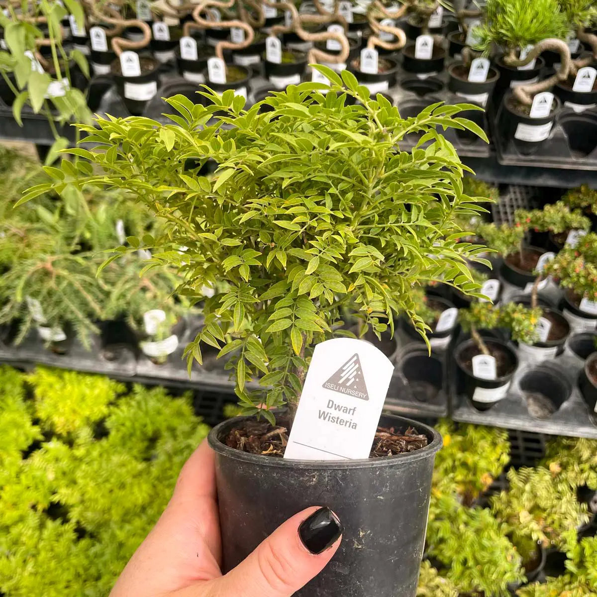 Pre-Bonsai, Hime Fuji Dwarf Wisteria, Live Plant - 4" Growers Pot