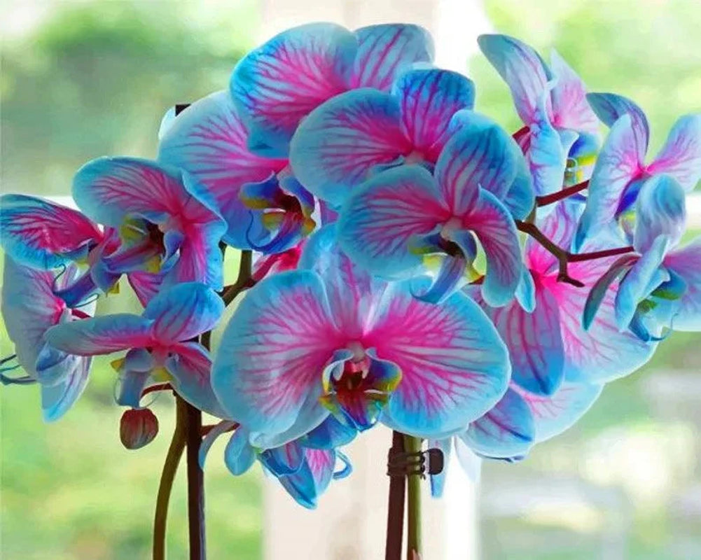 1 peacock, orchid, tuber, coastal elegance, fresh garden plant with amazing colors!