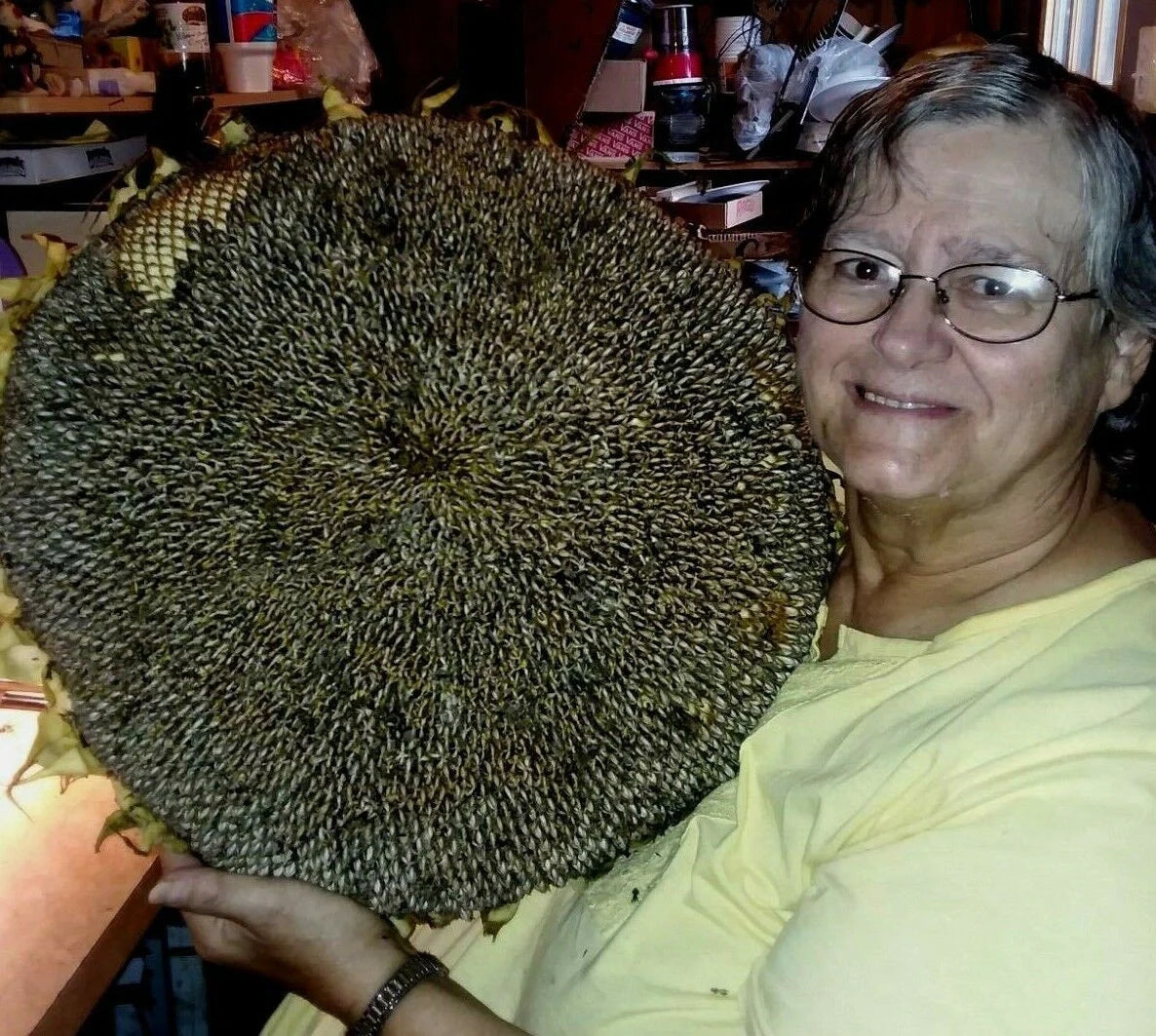 Godzilla Sunflower Seeds - Massive Heads