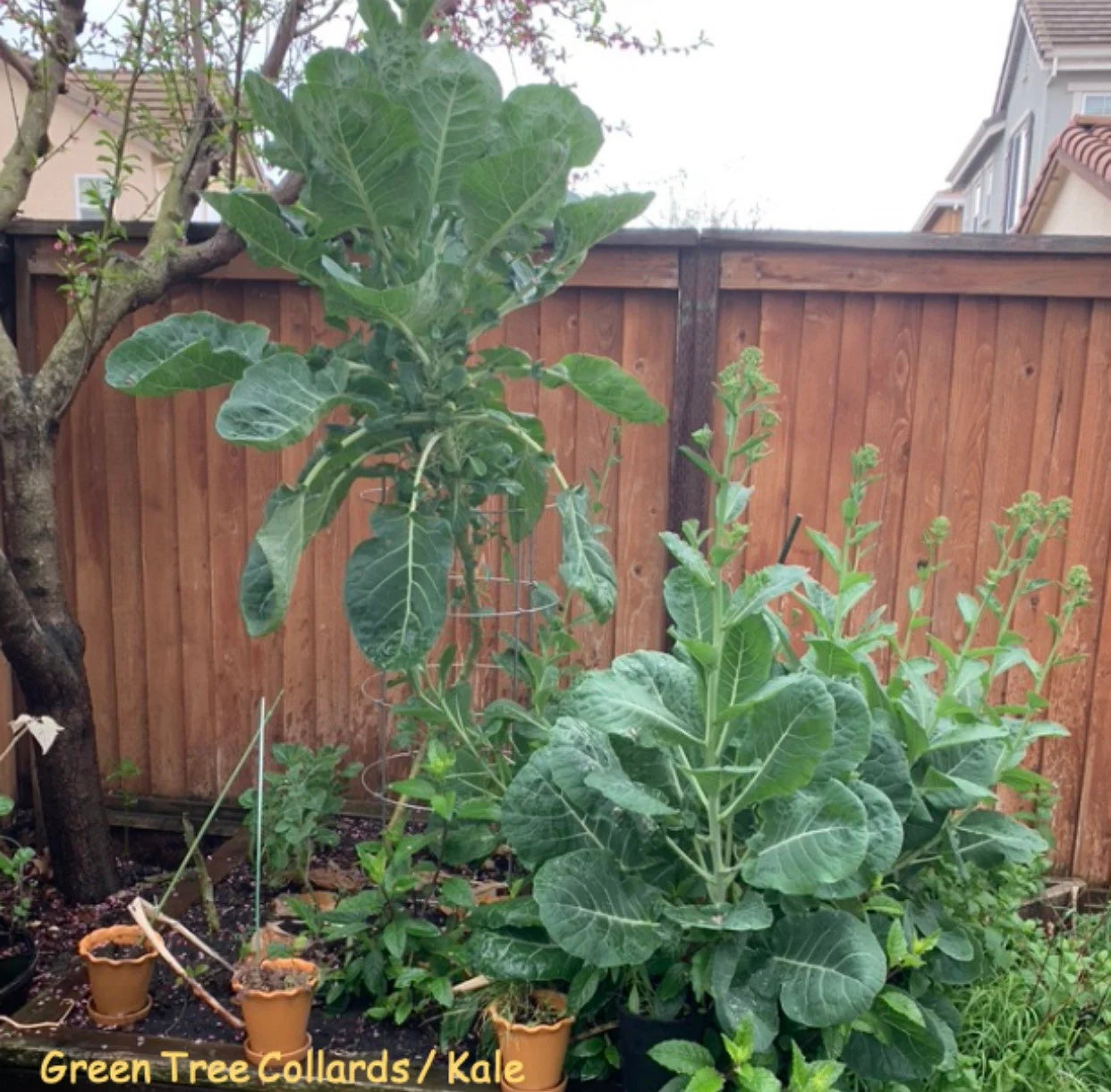 Green Tree Collard (aka Tree Kale) Perennial Green *30 Seeds*