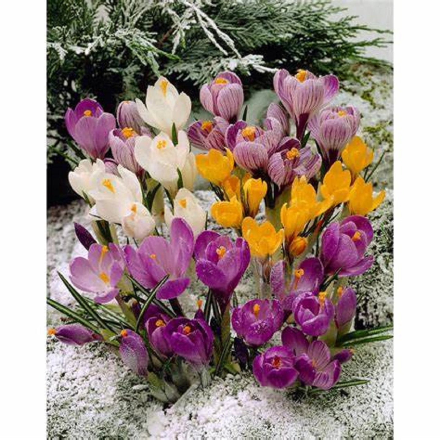 Crocus Bulbs, Mixed Bulbs of Purple, Yellow, White, Fall Planting for Spring Blooms, COOL BEANS N SPROUTS