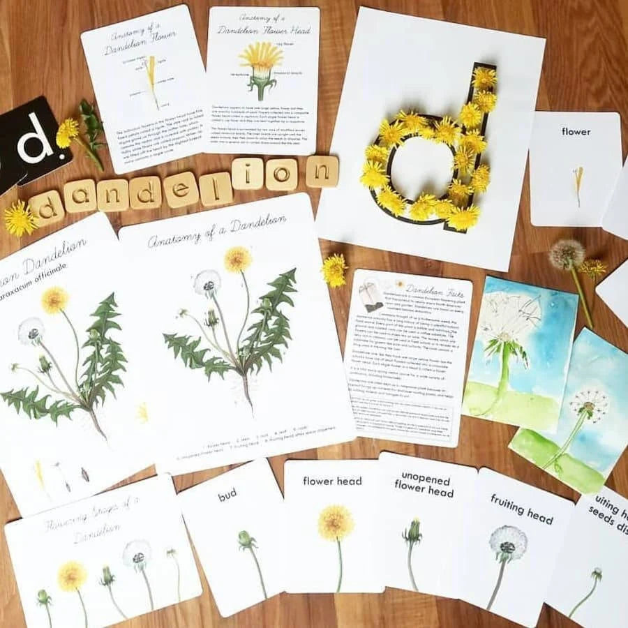 Dandelion Nature Study