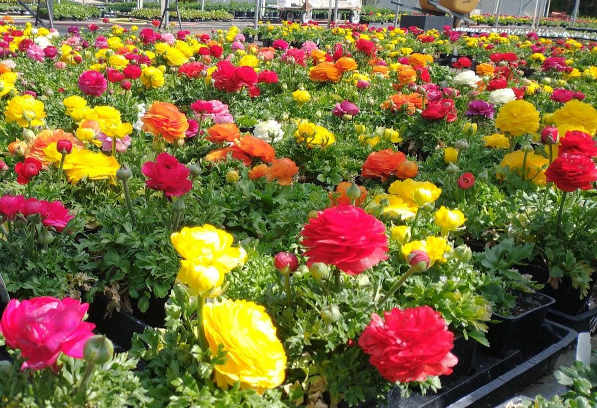 100 New! Mixed color Ranunculus Bulbs DOUBLE Buttercups Spring BARGAIN!