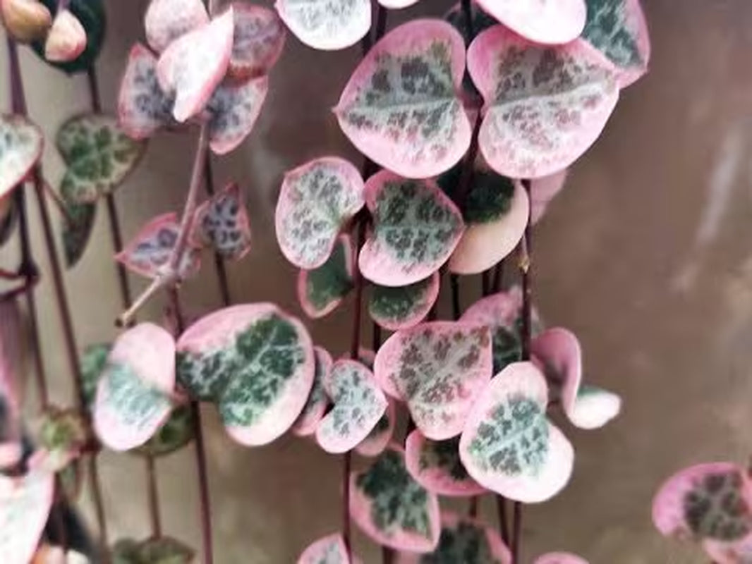 Super Sale Rare Pink Variegated String of Hearts Plant Live in Pot Perfect Gift House Plant ppp Low Light Indoor Plants