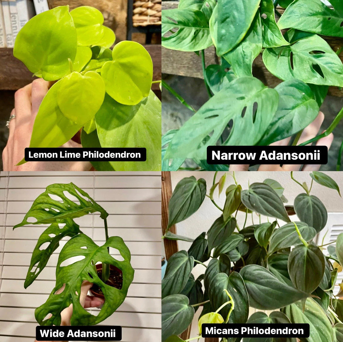 Mystery Node Bundle Pack | Sets of 3, 5, 10 or 12 | No Golden Pothos in any box!!