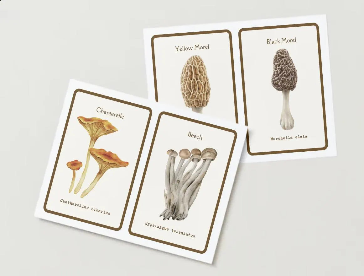 Watercolor Mushroom Flashcards | Reggio Nature Study, Montessori Learning Materials, Charlotte Mason, Early Childhood, Homeschool Printables