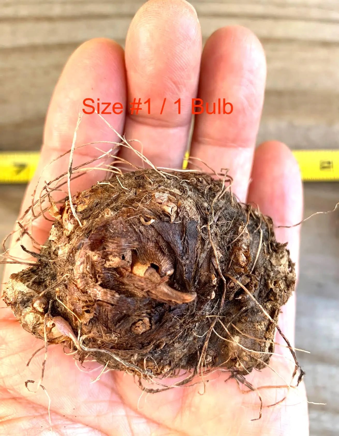Caladium 'Spicy Lizard' Size#2(2 Bulbs), Size #1(1 bulb)**New Crop 2025 **Available to ship now!!!