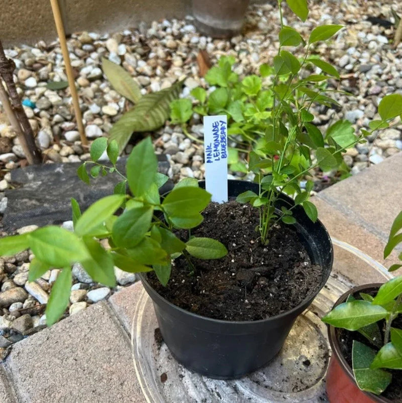 Pink Lemonade Blueberry Bush - Dwarf Blueberry Plant - Dwarf Fruit Tree - Live Starter Blue Berry Plant - Fruit Tree Live Plant