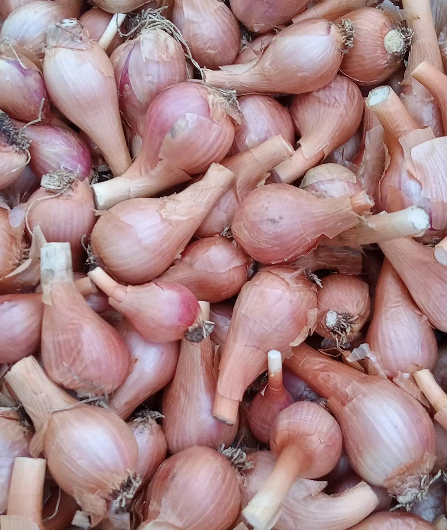Egyptian Walking Onions Bulbils- Heirloom - Winter Onion, Tree Onion, Onion Root, Easy to Grow, Natural