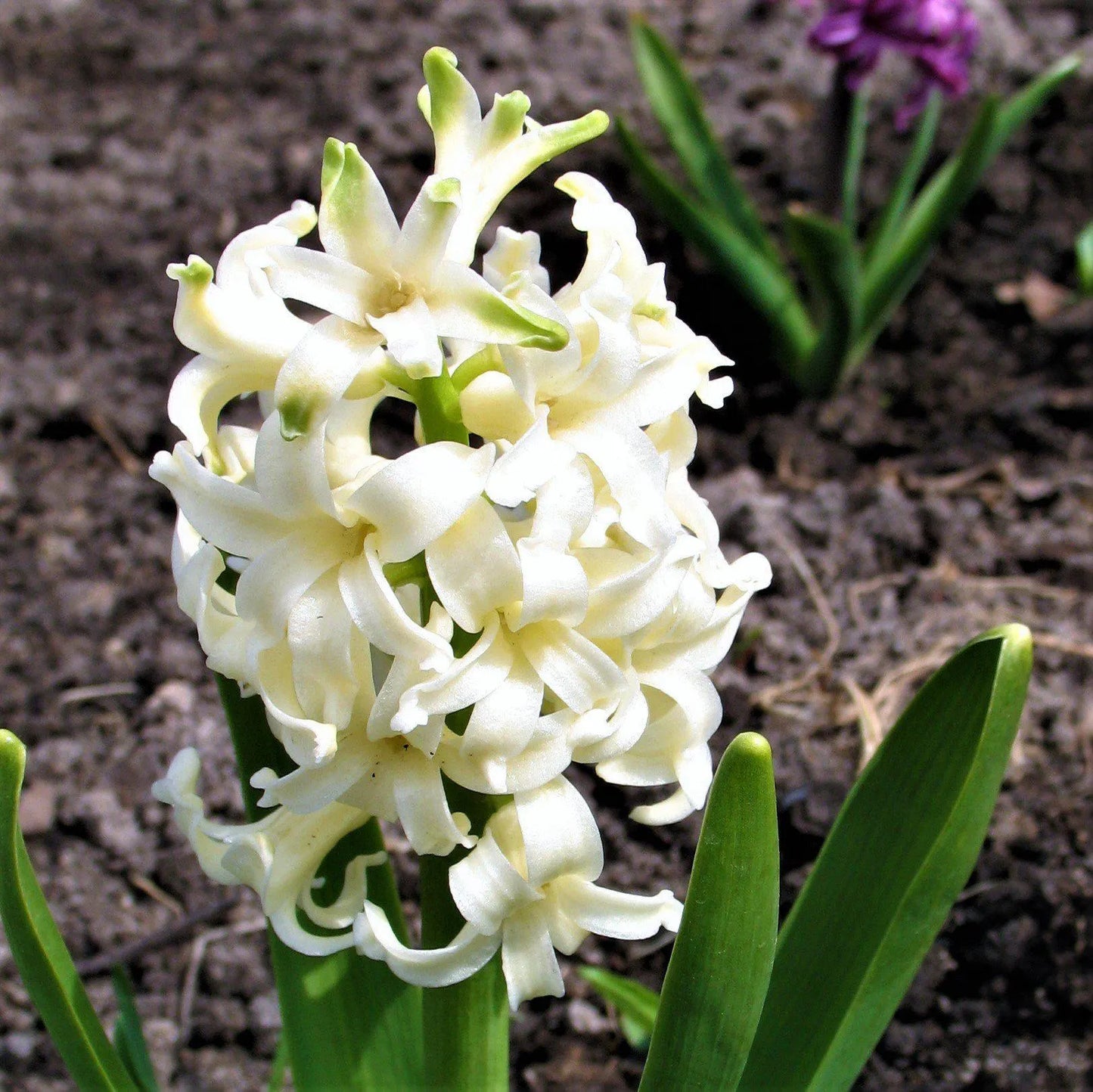 Hyacinth White Pearl 10 Flower Bulbs, Fragrant Spring Blooms Sun Outdoor Zones 4-8