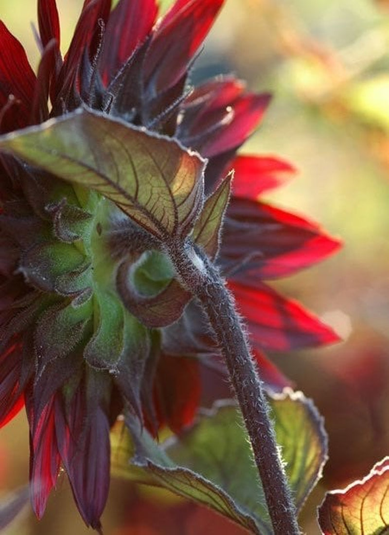 Chocolate Cherry Sunflower, Helianthus Annuum HA0425