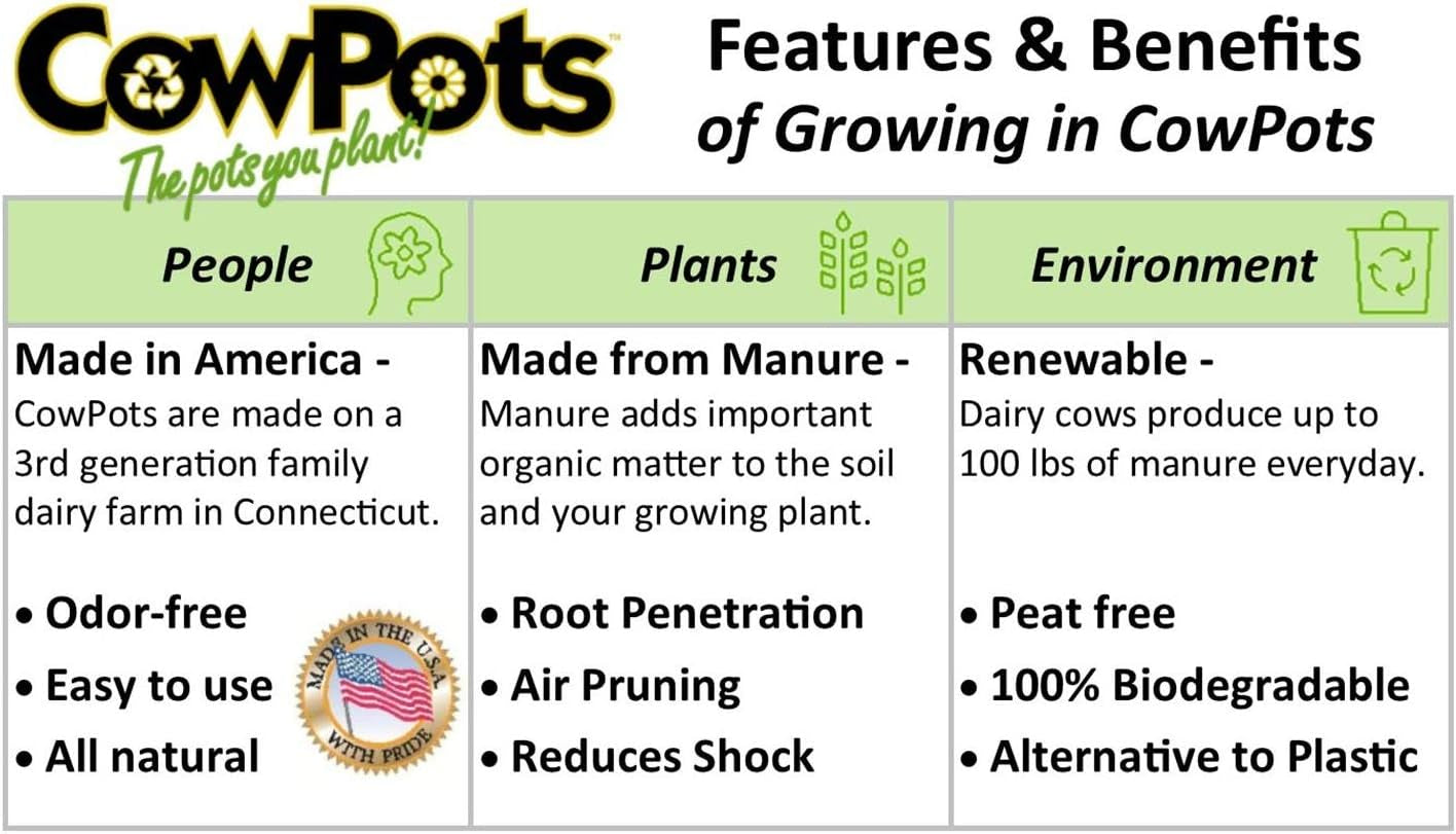 CowPots 102 Square Cowpot, 4", 12-Pack, Brown