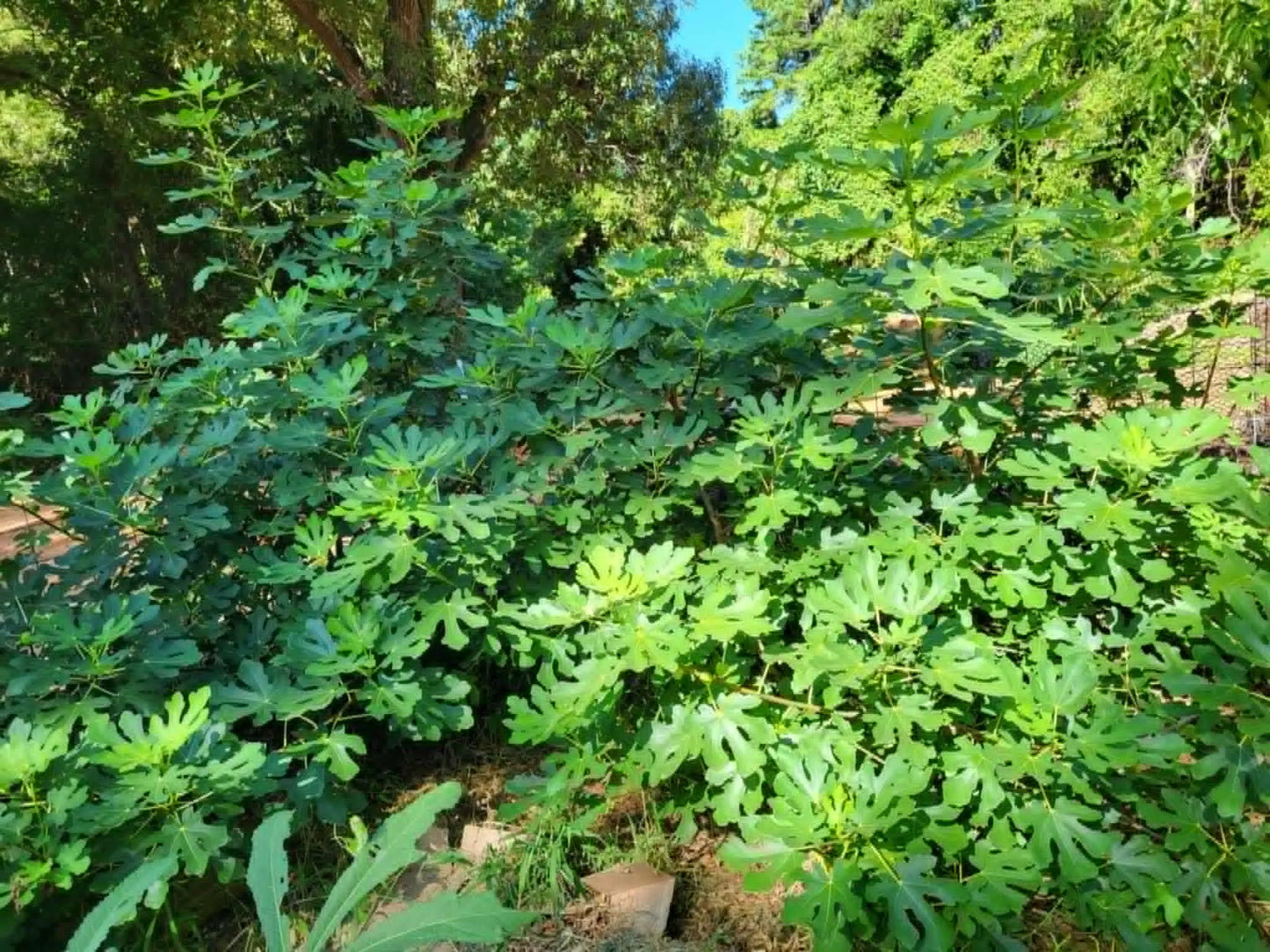 Black Mission Fig - Unrooted 5 Cuttings