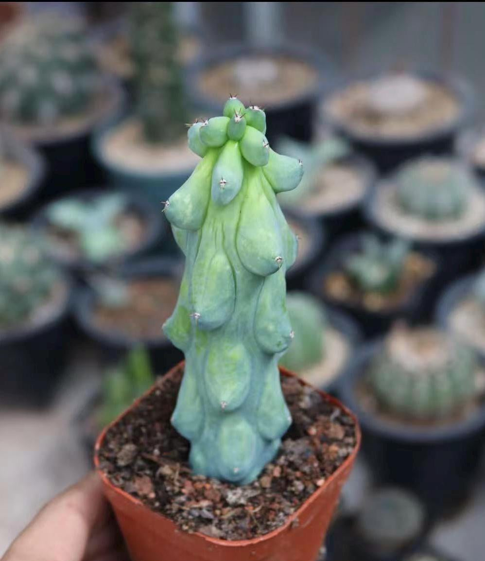Live Plant-Unique Boobie Cactus|Myrtillocactus geometrizans ‘Fukurokuryuzinboku’|Rare Collector’s Plant |Christmas Tree Cactus|Father’s Day