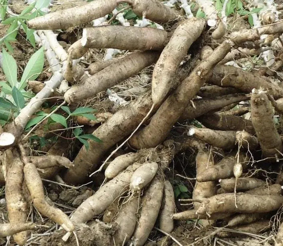 lot 5 or 10  Yuca or cassava  cutting / Cây sắn (cây khoai mỳ) - Organic grow