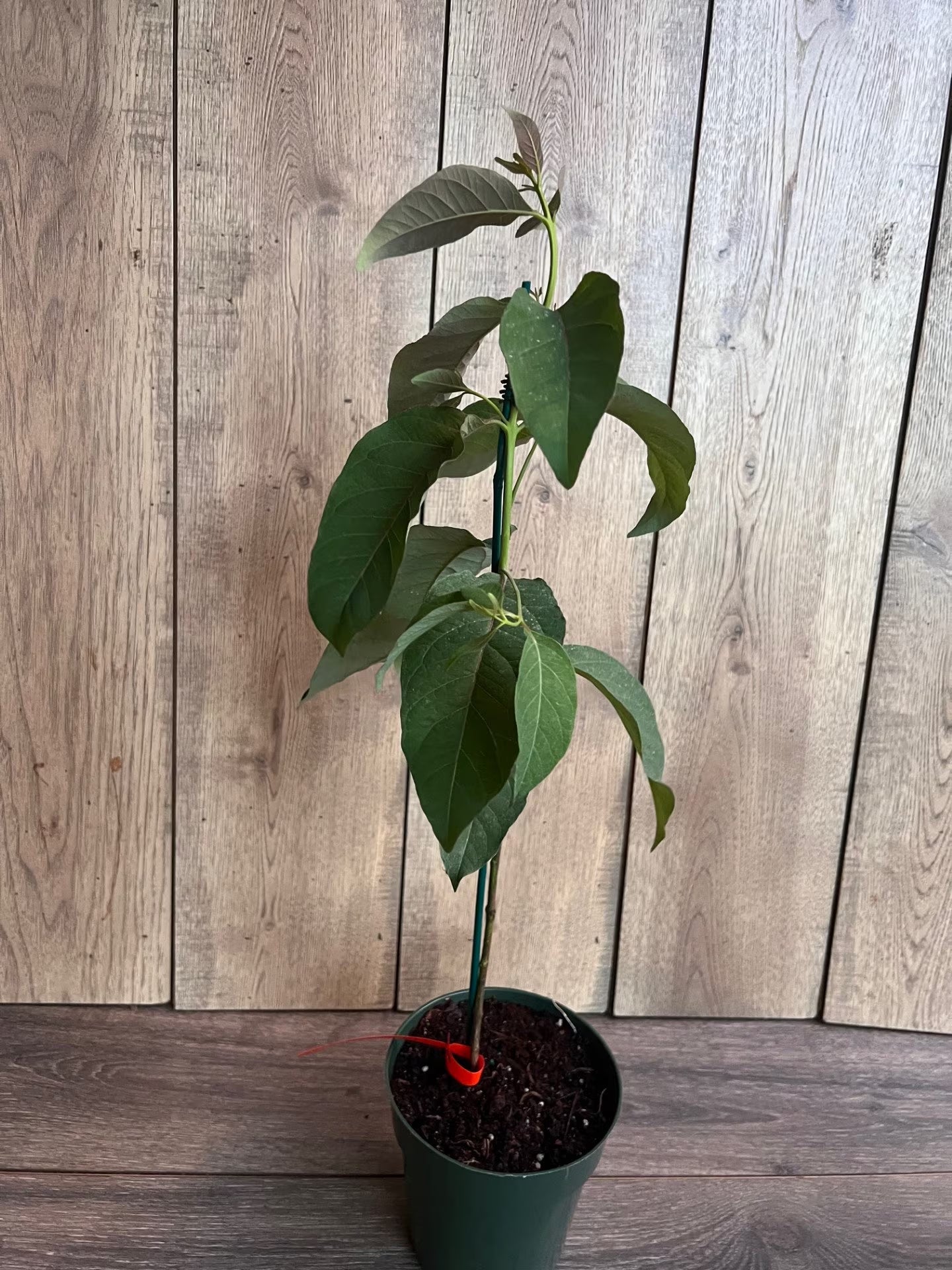 Rainbow Eucalyptus, deglupta, in half gallon Pot
