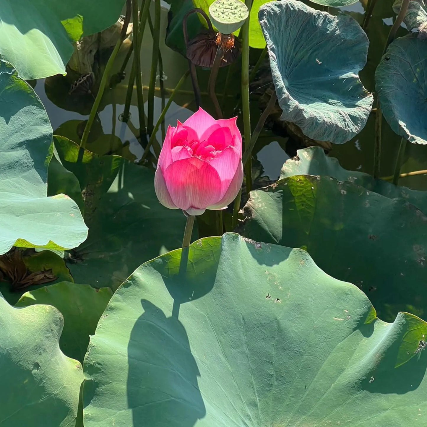 15pcs Germinated Lotus Seeds, Ready to Plant - Mixed Color Bonsai Bowl Lotus for Indoor & Outdoor Aquatic Gardens