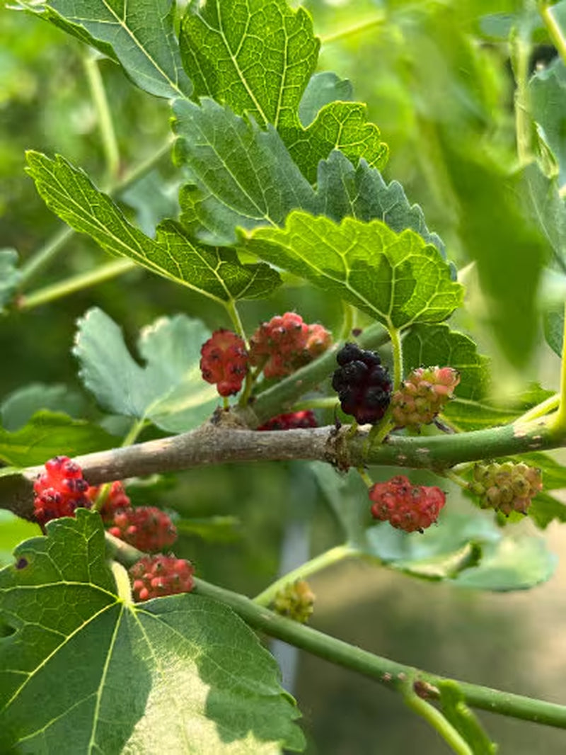 Perennial 15 Mulberry Cuttings Unrooted 5-8 inches
