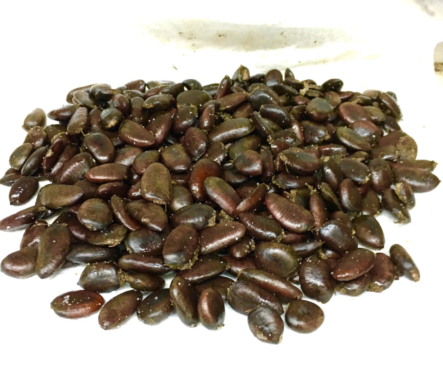 10 PawPaw Tree Seeds Asimina triloba Native American Fruit Tree Organic Heirloom Stratified