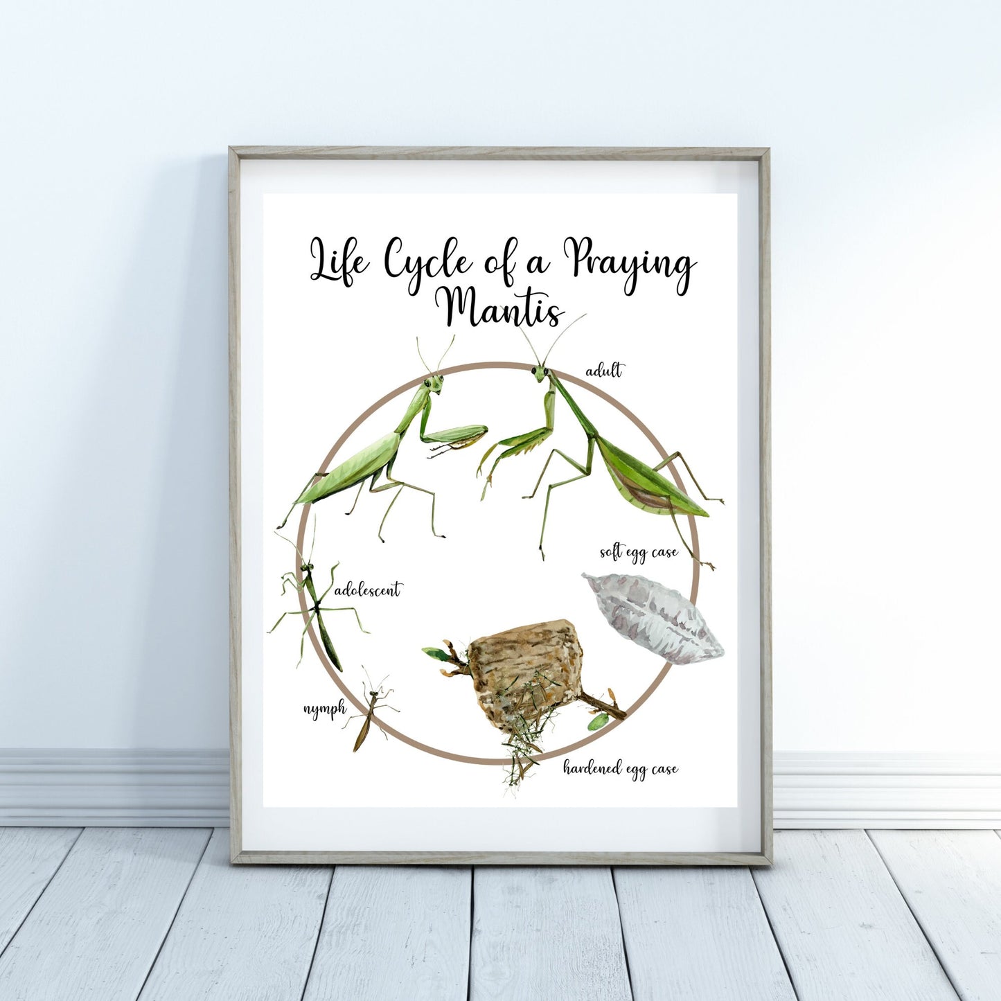 Life Cycle Insect / Bugs Educational posters set of 9, Homeschool learning, Montessori Classroom Décor, Wall Art - with states labeled