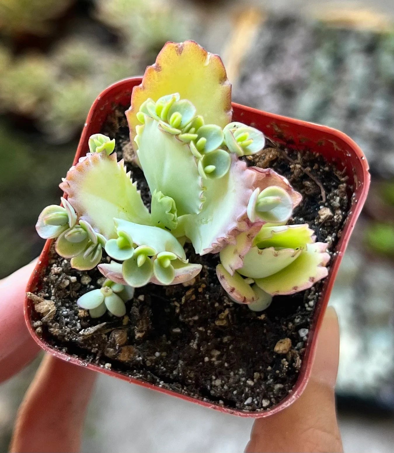 Mother of Thousands, Kalanchoe Succulent, Small Plant in 2”, 4”pot