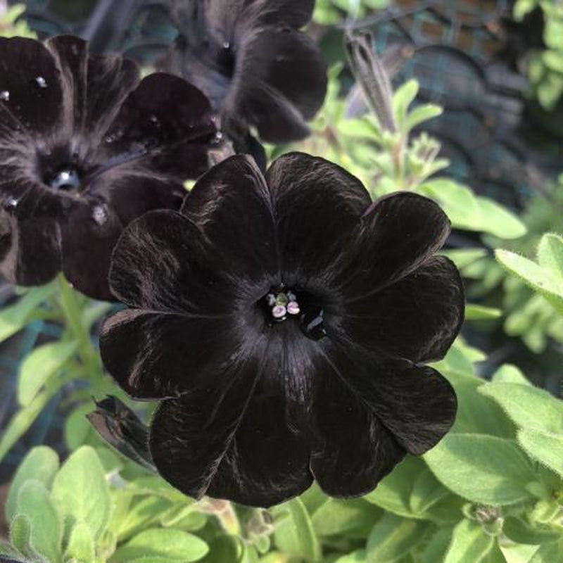 Black Petunia Plants, 4 Inch Pot Petunia Plants, Annual Flowers Plant