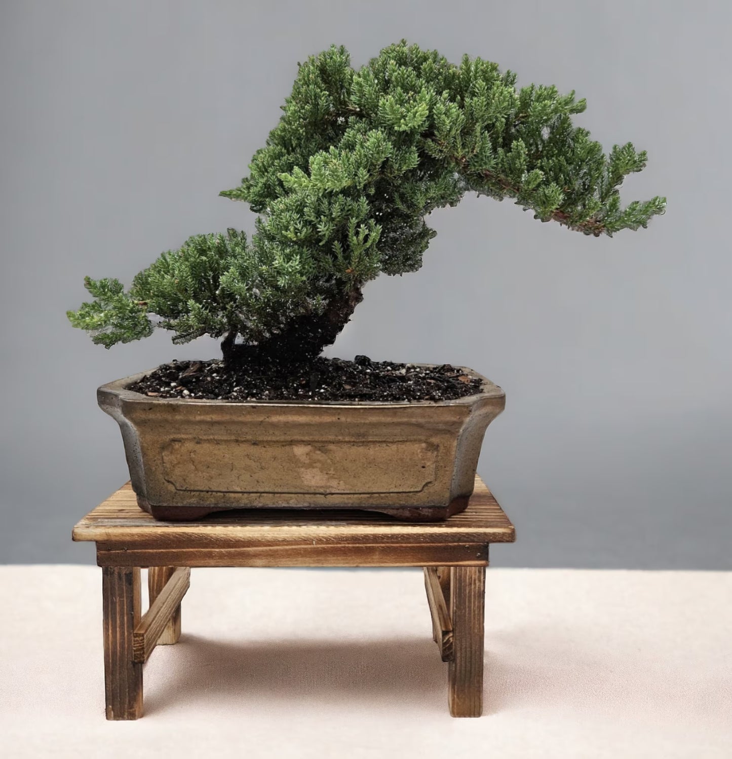 10yrs Juniper Bonsai Live tree Bonsai tree indoor plant outdoor plant gardener gift mothers day gift new home decor plant office decor plant