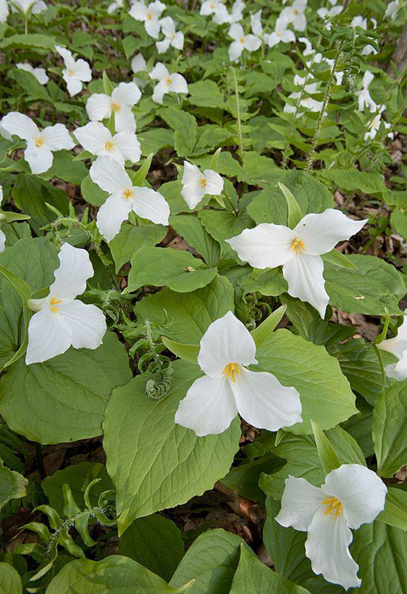 Mixed Trillium | Bulbs