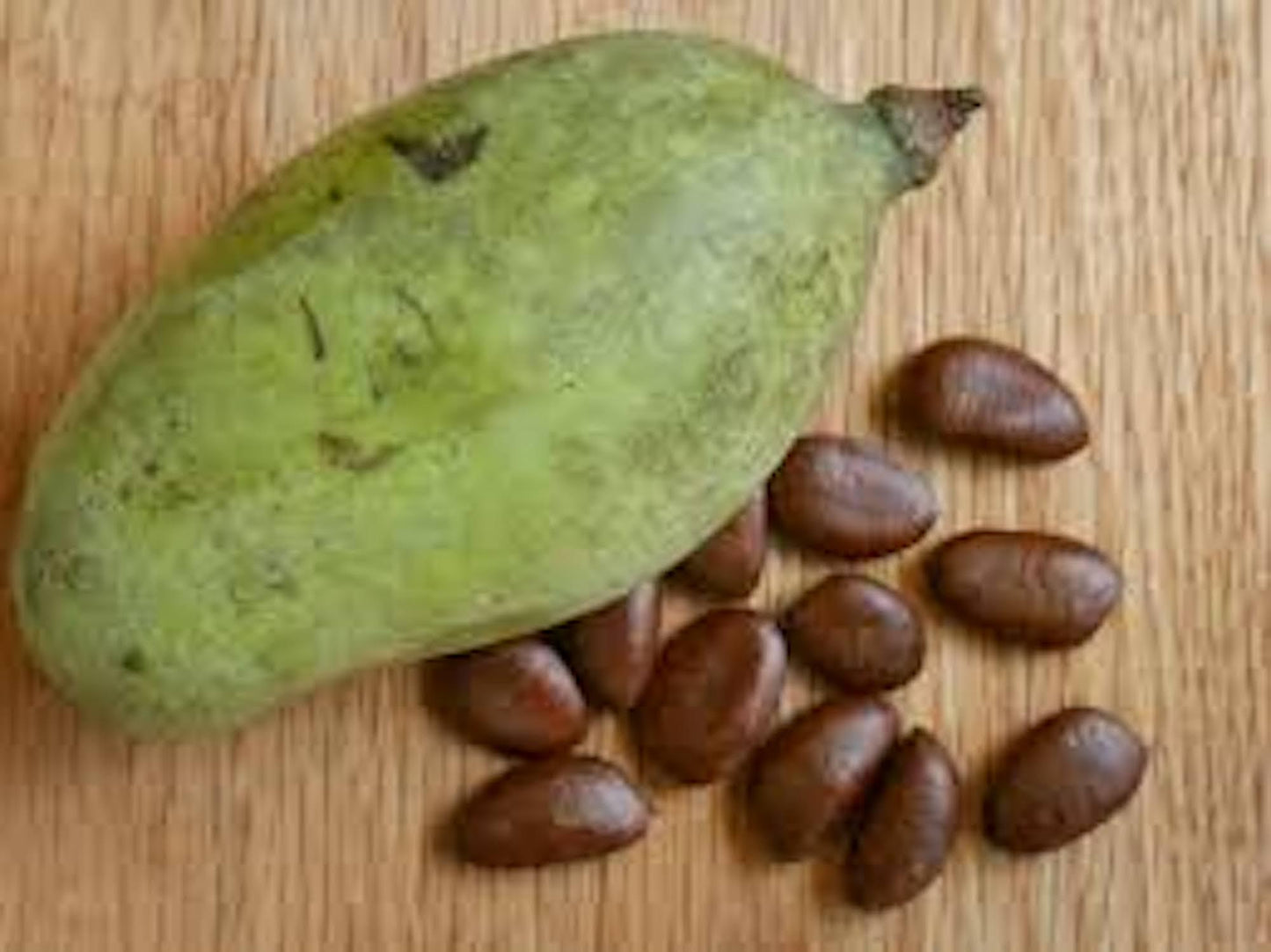 10 PawPaw Tree Seeds Asimina triloba Native American Fruit Tree Organic Heirloom Stratified