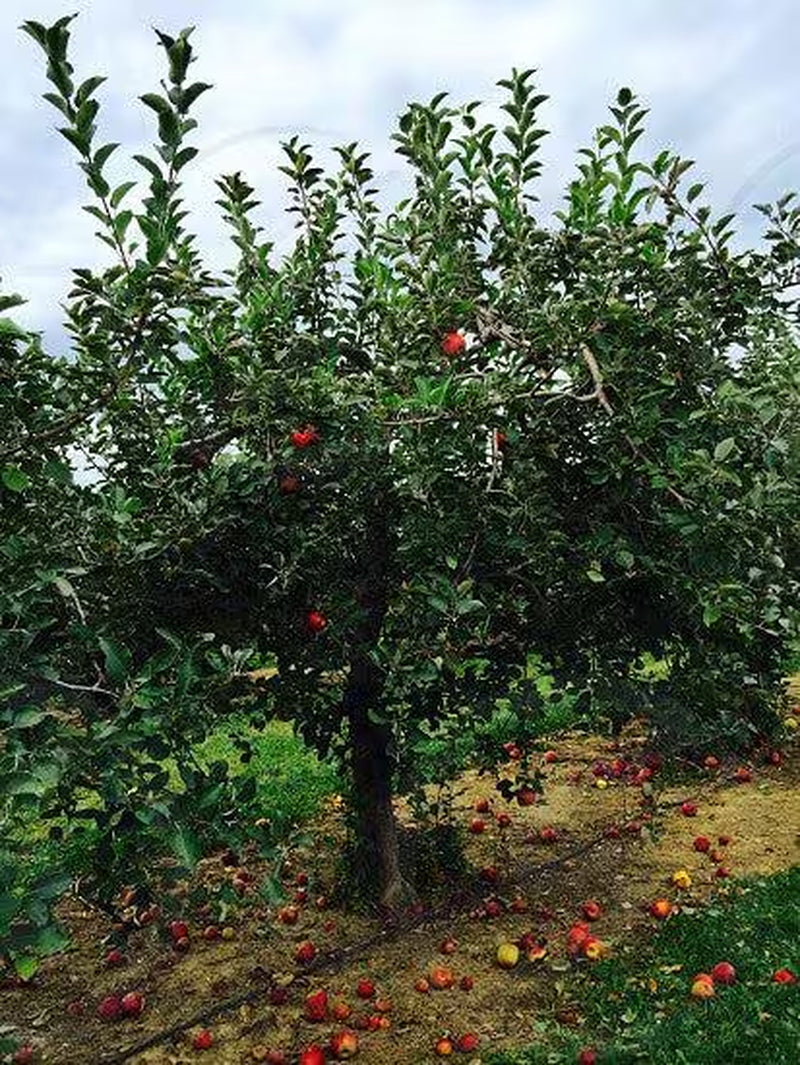 Red Delicious Apple Fruit Tree Quart Pot 2'' Feet Haight