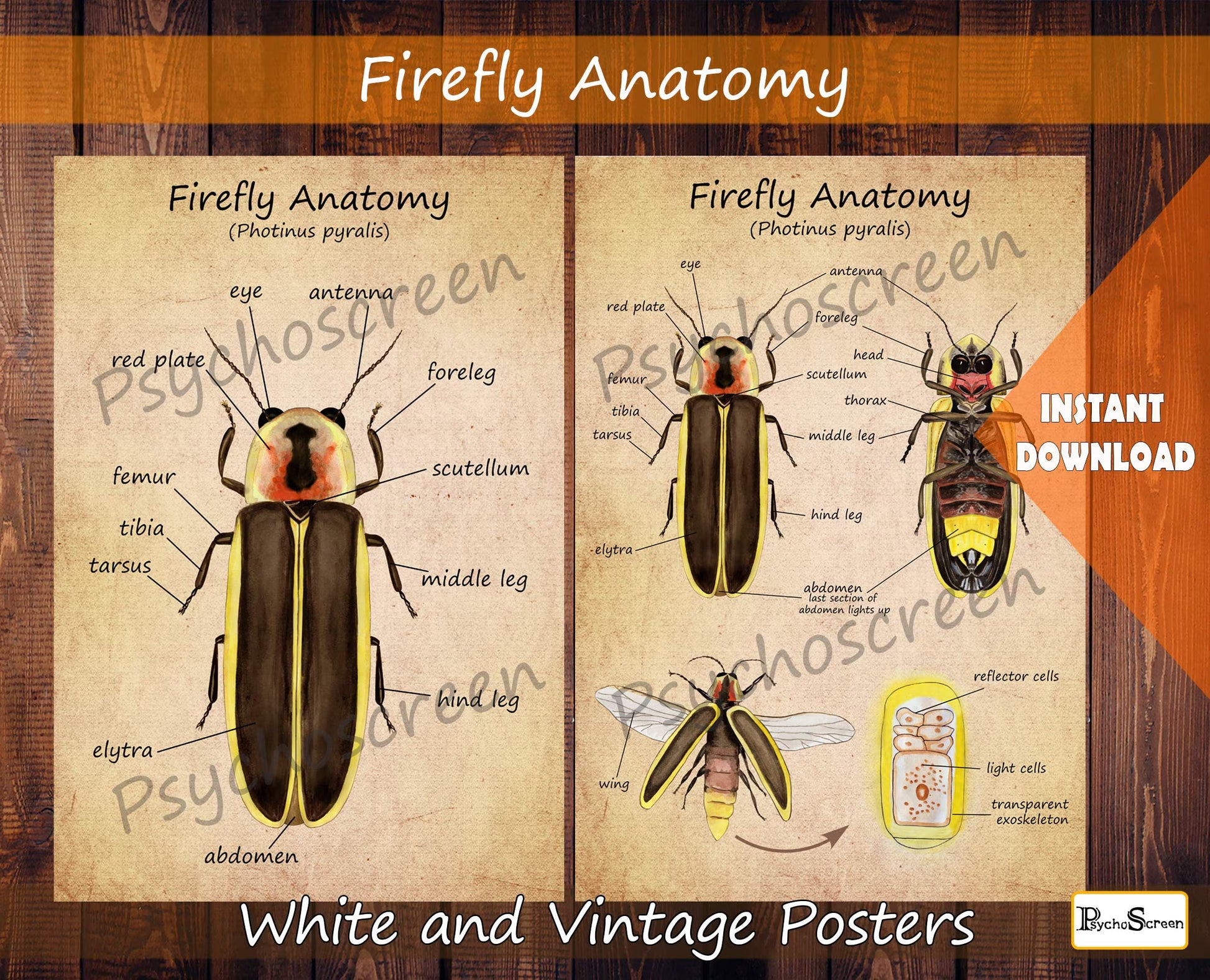 FIREFLY Anatomy Poster - Printable Vintage & White, Montessori materials for insects