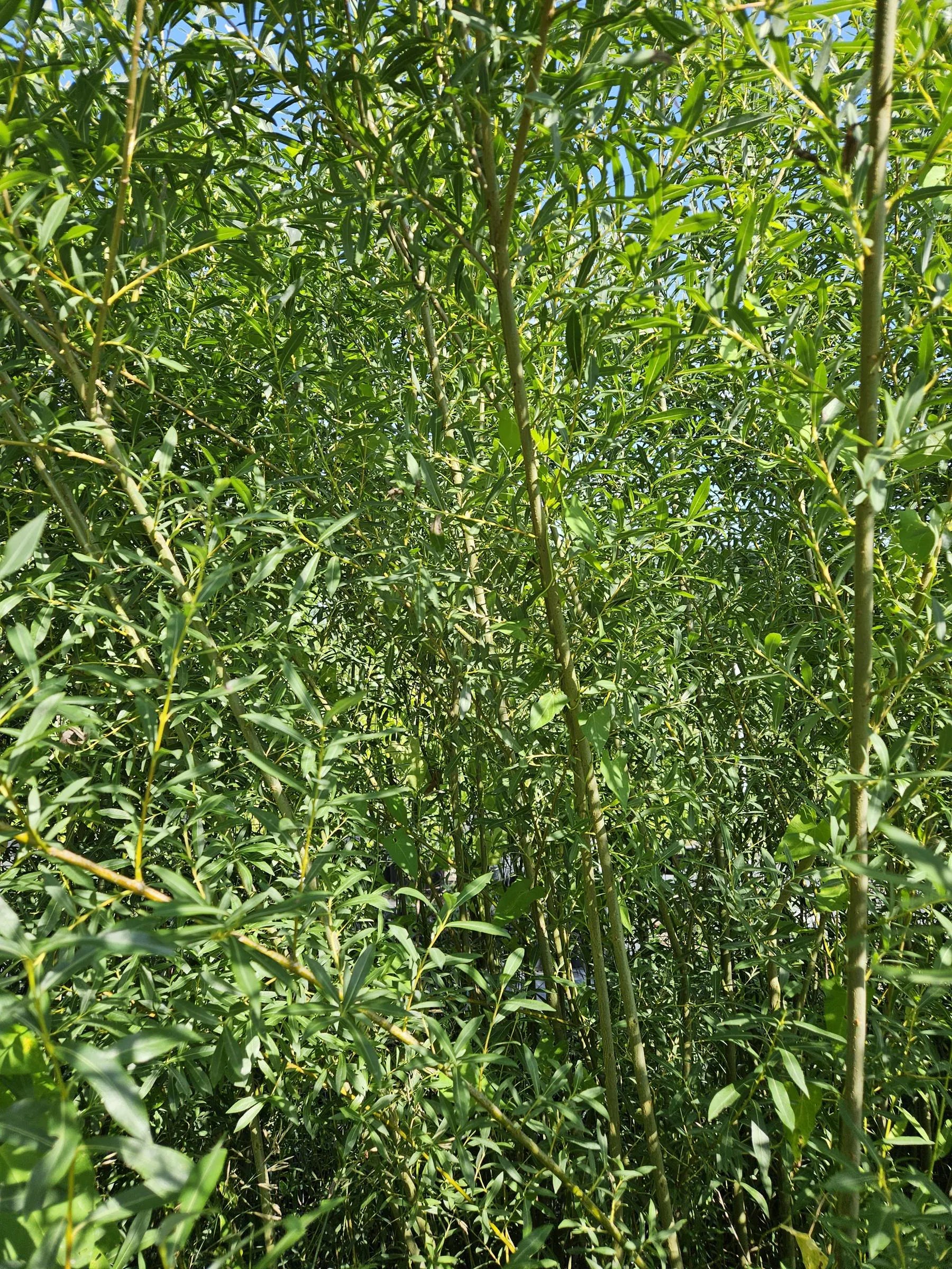 Basket Willow Tree Cuttings - Fast Rooting Decor for Propagation Stations, Living Screens, and Basket Crafting - Grow your own home decor!