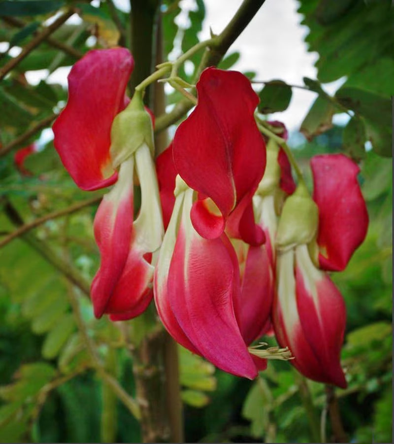 Hummingbird Tree (Sesbania Grandiflora) Seeds