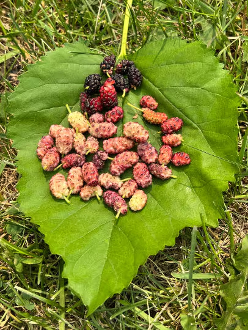 Perennial 15 Mulberry Cuttings Unrooted 5-8 inches
