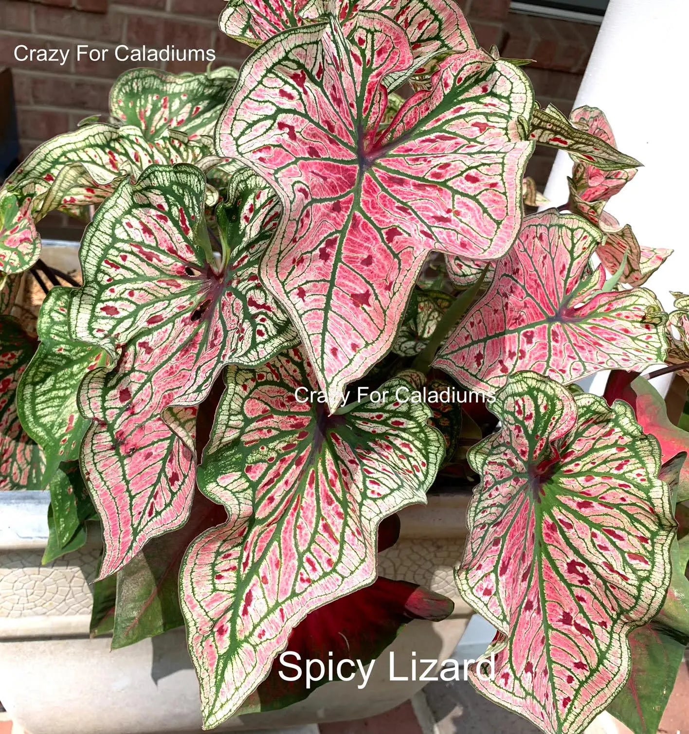 Caladium 'Spicy Lizard' Size#2(2 Bulbs), Size #1(1 bulb)**New Crop 2025 **Available to ship now!!!