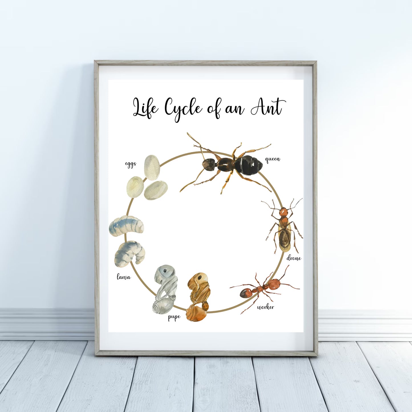 Life Cycle Insect / Bugs Educational posters set of 9, Homeschool learning, Montessori Classroom Décor, Wall Art - with states labeled