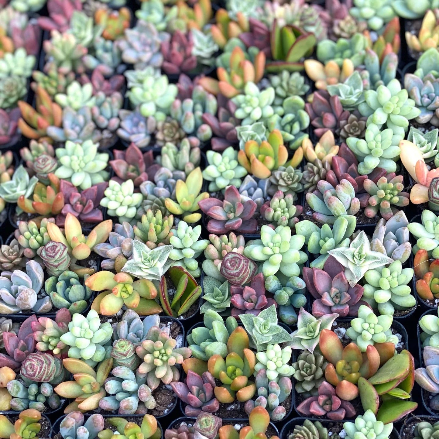 Fairy Farts - Live Micro Succulent Garden in 2 inch Pot