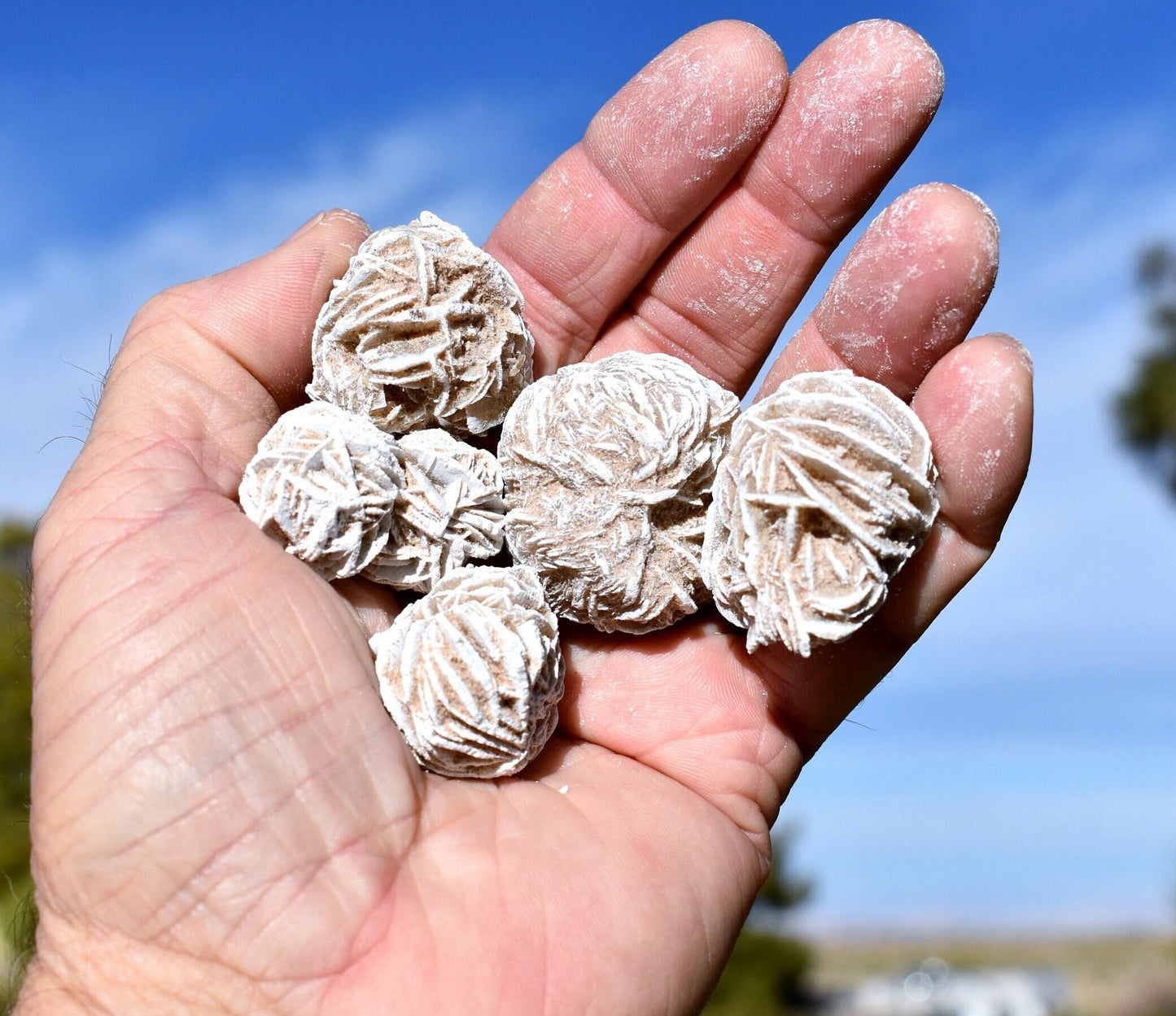 Bulk DESERT ROSES * Natural Selenite Gypsum Crystal Mineral Stones * Choice of 1/2 or 1" Sizes * Mexico