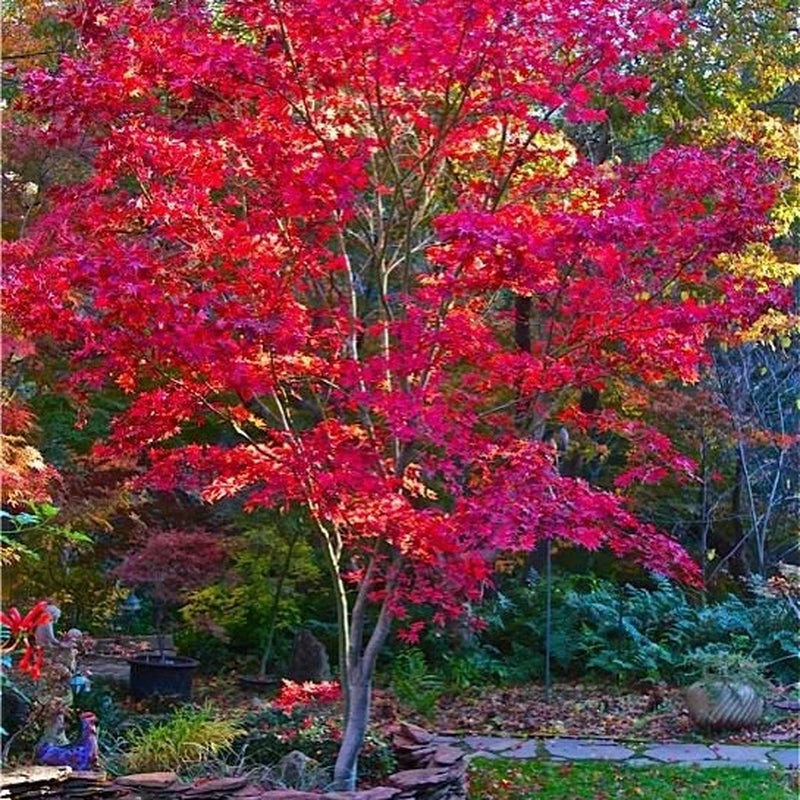 Fireglow Japanese Maple Tree (Acer Palmatum 'Fireglow') Seeds - NEW FOR 2024
