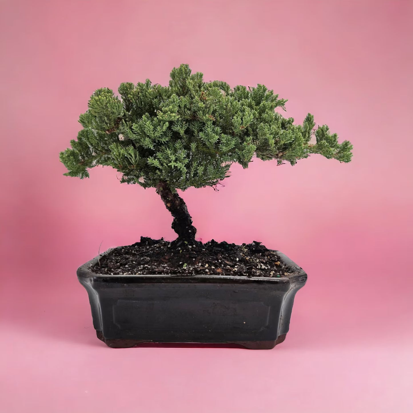 10yrs Juniper Bonsai Live tree Bonsai tree indoor plant outdoor plant gardener gift mothers day gift new home decor plant office decor plant