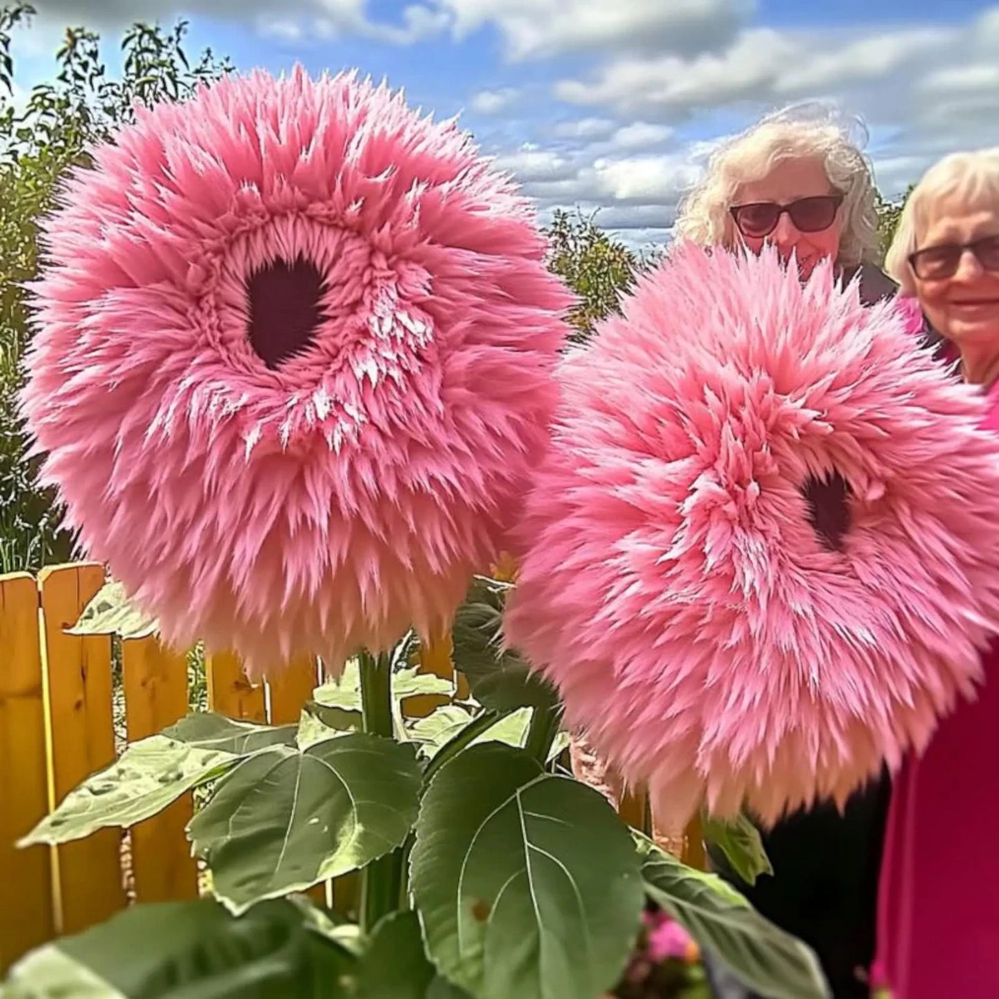 50pcs Pink Giant Teddy Bear Sunflower Seeds – Rare Non-GMO Heirloom Variety – Fluffy Double Blooms for Garden Charm