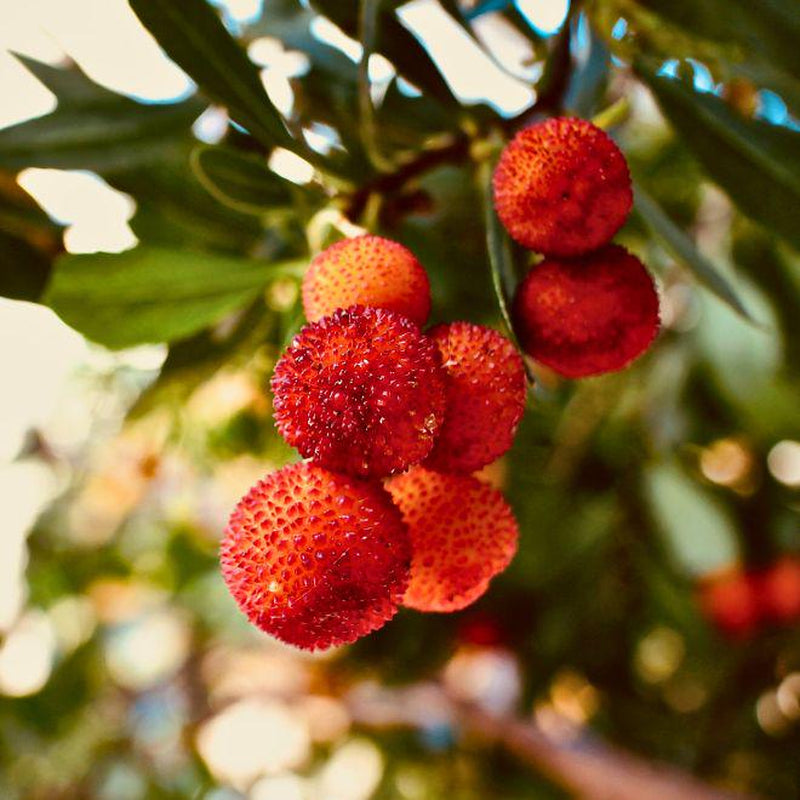 Live Strawberry Tree Plants (Arbutus Unedo) – Sweet Resilient Beauty, Thriving in 2.5" Nursery Cubes