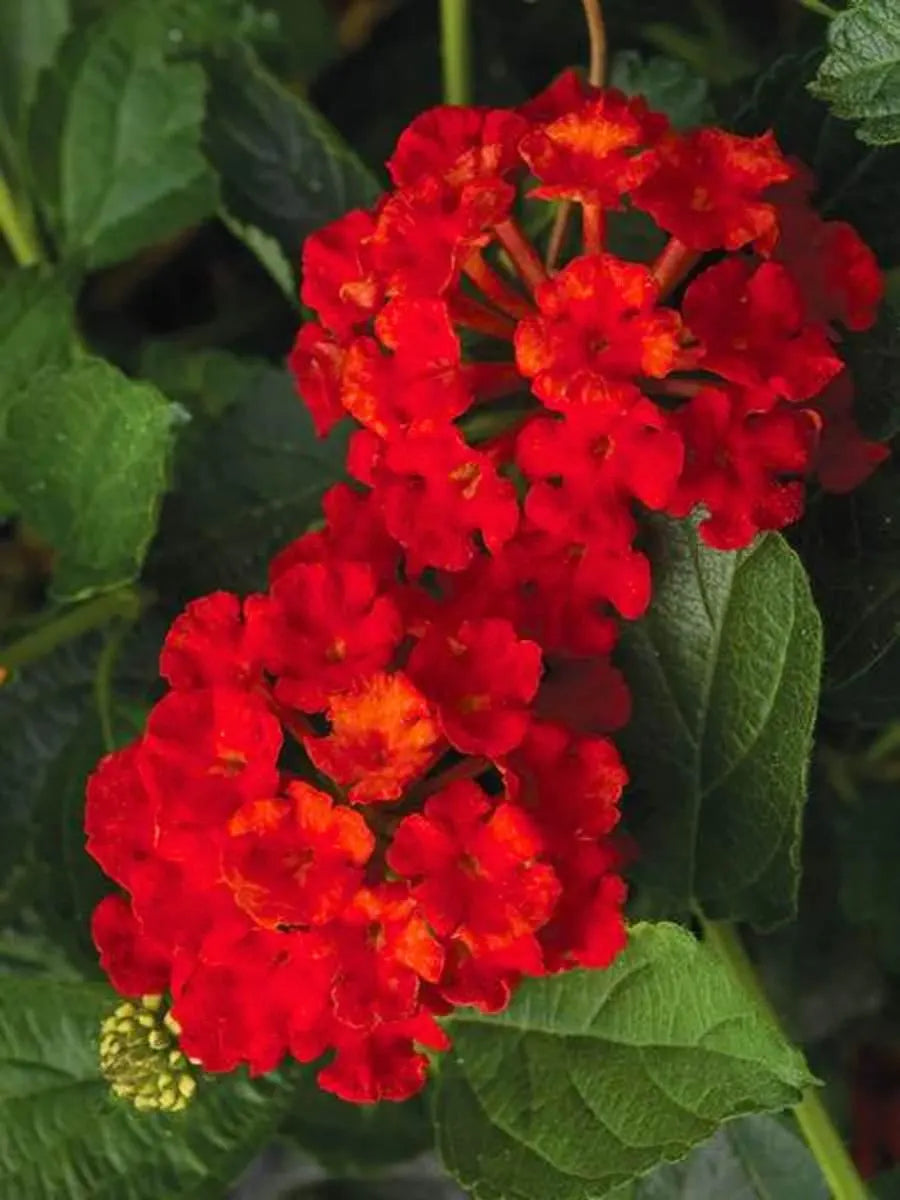 Lantana Florida Red (Rooted Starter Plant) Live Potted House Plants Easy Care Houseplant