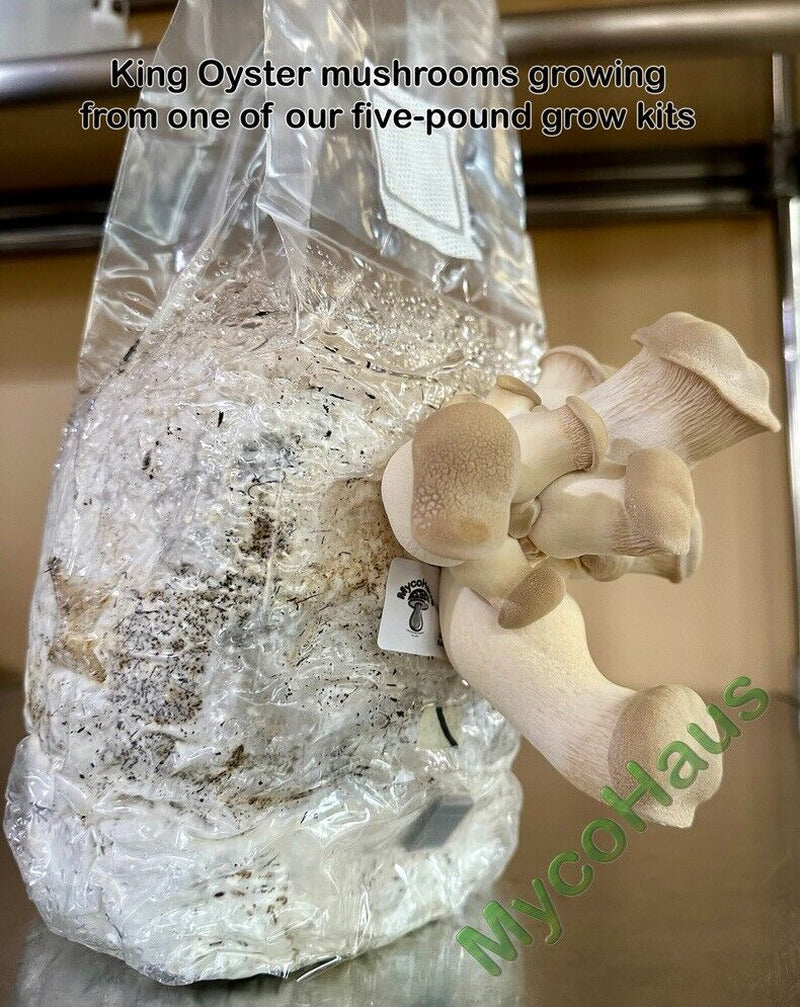 MycoHaus All in One 5 Pound Spawn Bag Rye & Compost Mushroom Substrate Grow Kit