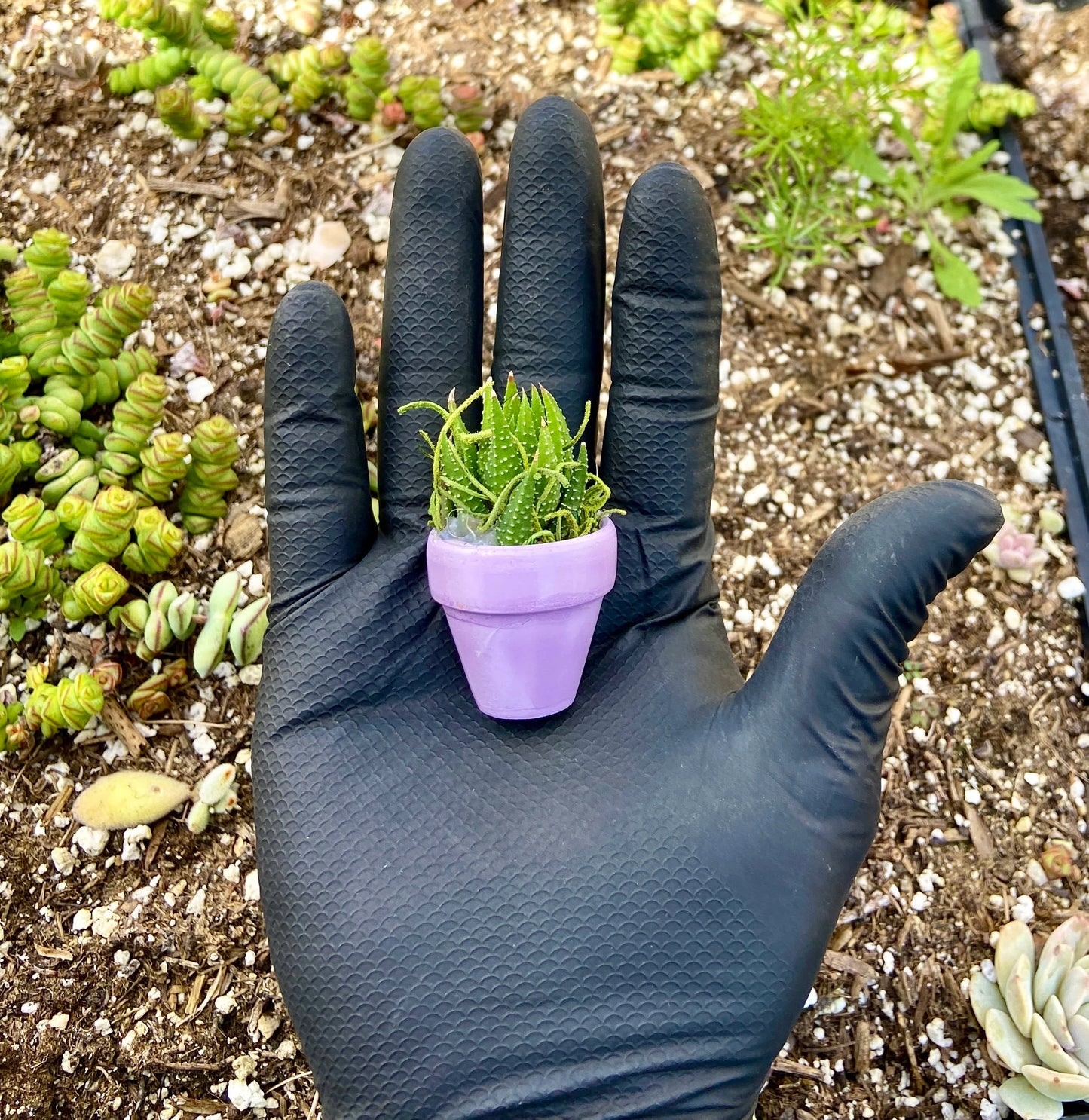 Mini Potted Succulent: Tiny Live Plant Gift, Baby Shower Favor